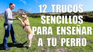 Adiestramiento Canino  12 TRUCOS para Enseñar a tu Perro [upl. by Erual]