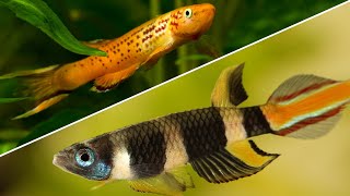 Top 5 Killifish That Every Beginner Should Try [upl. by Omixam]