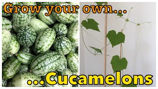 How to grow Cucamelons  Mini Exotic Fruit  City Vegetable Gardener [upl. by Hazmah]