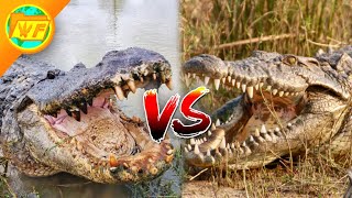 Alligator VS Crocodile  Whats the Difference [upl. by Adelice]