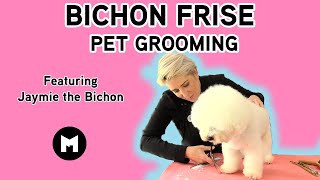 Bichon Frise pet trim [upl. by Teddi]