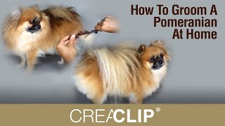 How To Groom A Pomeranian At Home  Makes Grooming your DOG easy [upl. by Kennedy]