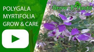 Polygala myrtifolia  grow and care [upl. by Aitnahc805]