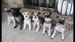 They Make Me Laugh All The Time  Life With 6 Schnauzers [upl. by Sigfried391]