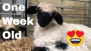 Swiss Valais blacknose sheep Gloria had a Lamb Holly cutest sheep [upl. by Juster650]