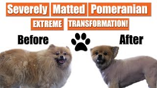 Matted Pomeranian Gets Shaved  Pet Grooming Transformation [upl. by Brufsky664]