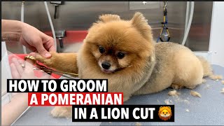 HOW TO GROOM A POMERANIAN IN A LION CUT 🦁 [upl. by Hogen195]