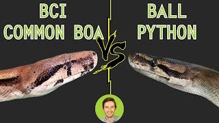 Ball Python vs Common Boa BCI  Head To Head [upl. by Arihaj419]