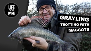 GRAYLING FISHING  TROTTING WITH MAGGOTS [upl. by Dranik177]