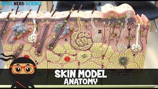 Integumentary System  Skin Model Anatomy [upl. by Solokin]