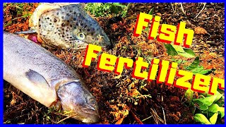 How to Make Fish Fertilizer EASY [upl. by Jutta]