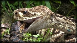 Predators vs Alligators 0501  Rattlesnakes  Dangerous Animals [upl. by Aekerly]