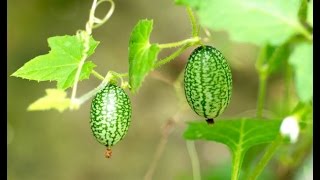 HOW TO GROW CUCAMELONS [upl. by Kosey]