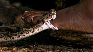 Viper Bite in Slow Mo  BBC Earth [upl. by Naul]