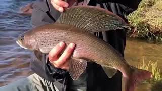 Northern Saskatchewan Arctic Grayling [upl. by Anelrac]