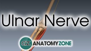 Ulnar Nerve  3D Anatomy Tutorial [upl. by Yroggerg302]