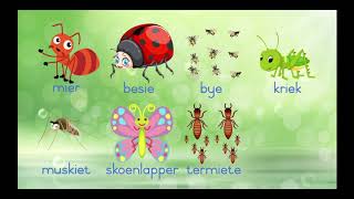 Grade 1 Afrikaans FAL  Insekte Insects [upl. by Bailey454]