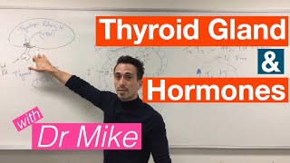 Thyroid Gland and Hormones [upl. by Aynav]