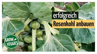 Rosenkohl erfolgreich anbauen  Gemüseanbau im Garten  Sprossenkohl gartengemuesekiosk [upl. by Armitage]