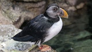 Atlantic Puffins [upl. by Eadas]