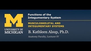 Integumentary System Functions [upl. by Teiluj]