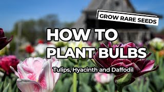 How To Plant Bulbs Tulip Hyacinth and Daffodil [upl. by Felt]