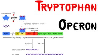 Trp operon  Tryptophan Operon in bacteria [upl. by Vanda656]