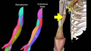 Introduction to Anatomy Trains [upl. by Aratahs]