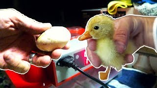 Incubating Duck Eggs from START TO FINISH  Rite Farm 3600 Incubator [upl. by Steck]