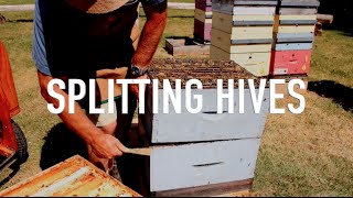 Splitting Hives [upl. by Willing]