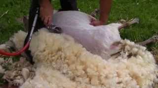 Mouton  comment tondre les moutons Sheep [upl. by Akitan]