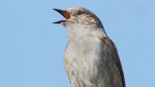 Dunnock Song  Hedge Sparrow [upl. by Ortensia]