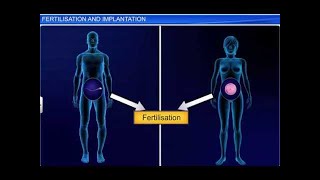 CBSE Class 12 Biology Human Reproduction – 4 Fertilization and Implantation [upl. by Gosnell111]