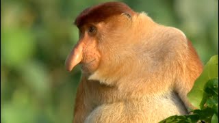 Natures Oddest Looking Animals  Top 5  BBC Earth [upl. by Ellan]