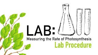 Photosynthesis Lab Procedure  Biology [upl. by Galen]