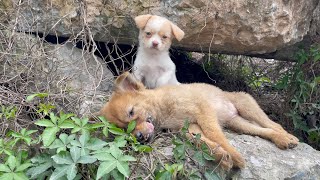 The cry for help of two dogs abandoned by their cruel owner on the side of the road and I saved them [upl. by Angeline918]