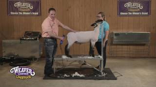 Show Sheep Shearing [upl. by Enelram]