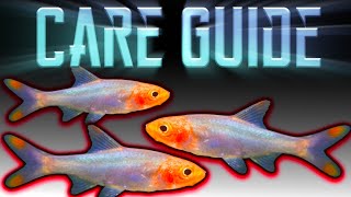 Rummynose Rasbora  Care Guide [upl. by Klarika]