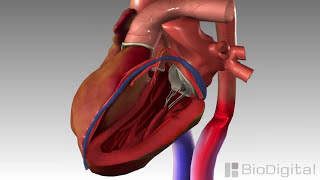 Cardiac Glycosides Digoxin [upl. by Godspeed624]