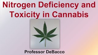 Nitrogen Deficiency and Toxicity in Cannabis [upl. by Fritze]