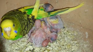 Budgies Eggs Hatching Time Progress [upl. by Vigen]