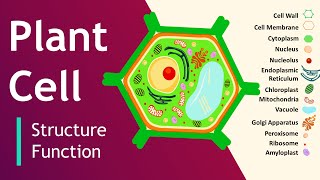 Plant cell Structure and Function  Plant Cell Model  Basic Science Series [upl. by Desmund]