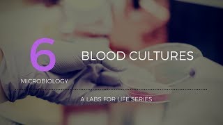 Blood cultures [upl. by Dellora]