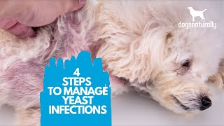 4 Simple Steps to Manage Yeast Infections in Dogs [upl. by Combe]