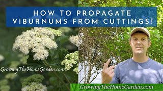 How to Propagate Viburnums from Cuttings Arrowwood Shasta Onondaga and Japanese Snowball [upl. by Lasser728]