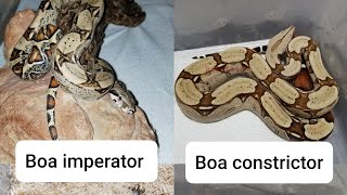 Boa imperator vs Boa constrictor [upl. by Duffy]