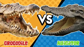 Alligator VS Crocodile  The Ultimate Battle [upl. by Anneiv]