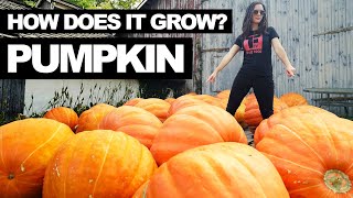 PUMPKIN  How Does it Grow [upl. by Perot]