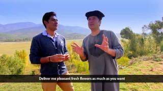 Pashto New HD Song Ka Lare Bajawar Ta 2015 By Bakhtiar Khattak [upl. by Ahsat490]