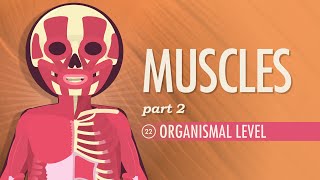 Muscles Part 2  Organismal Level Crash Course Anatomy amp Physiology 22 [upl. by Nylaehs]